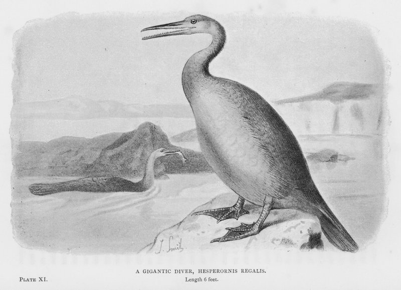 Un gigantesco tuffatore, Hesperornis Regalis (litografia) da European School