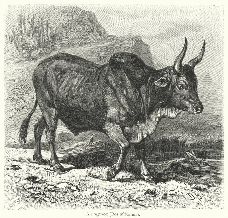 Un sanga-ox, Bos africanus (incisione) da European School
