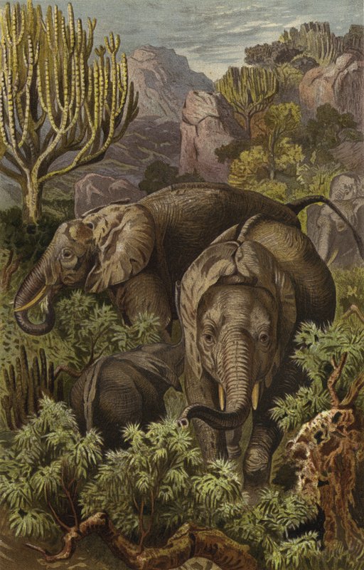 Elefante africano da European School