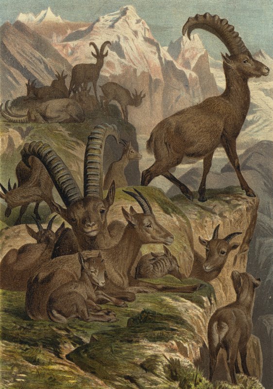 Stambecco delle Alpi da European School