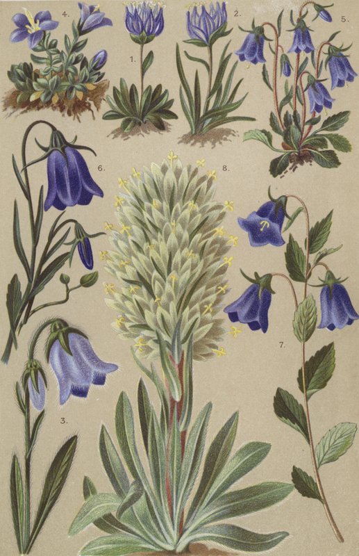 Flora alpina da European School