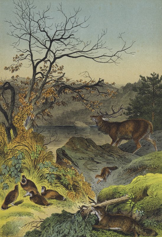Animali della Siberia da European School