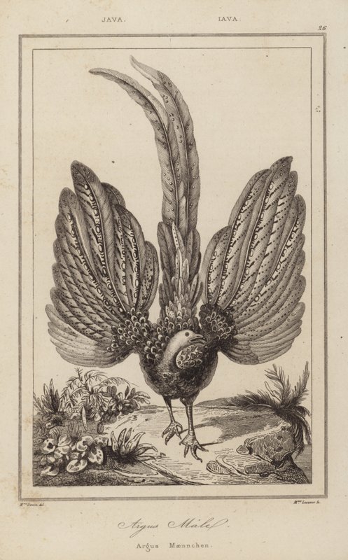 Argus Malel, Argus Maennchen da European School