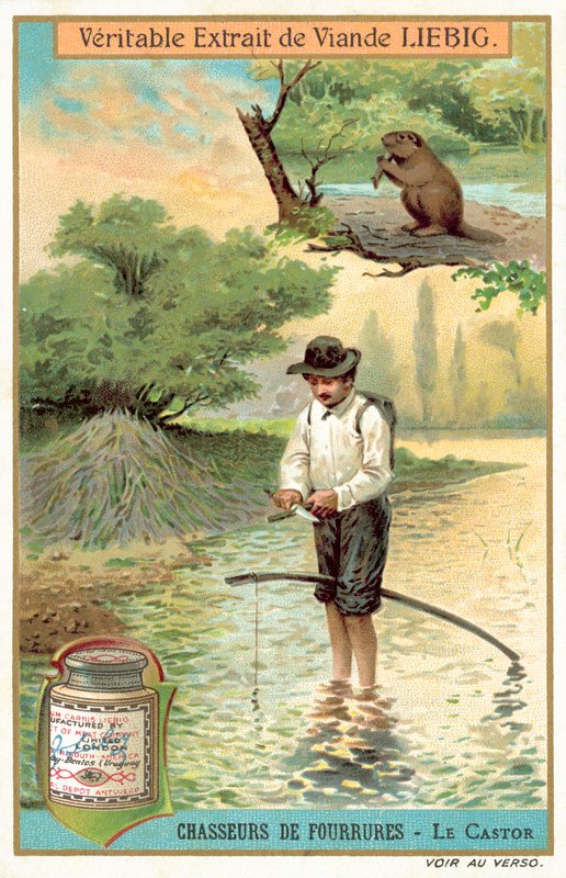 Cacciatore di castori da European School