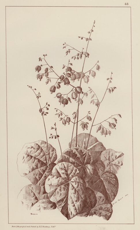 Bigonia (litografia) da European School