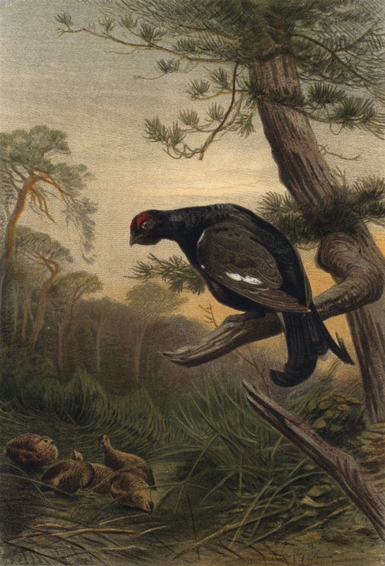 Gallo cedrone da European School