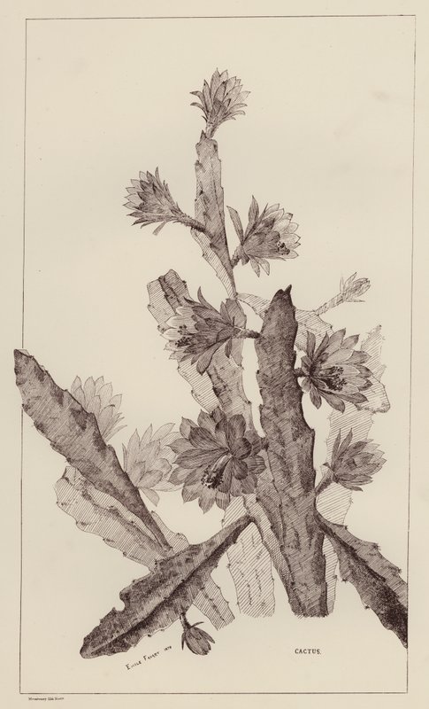 Cactus (litografia) da European School