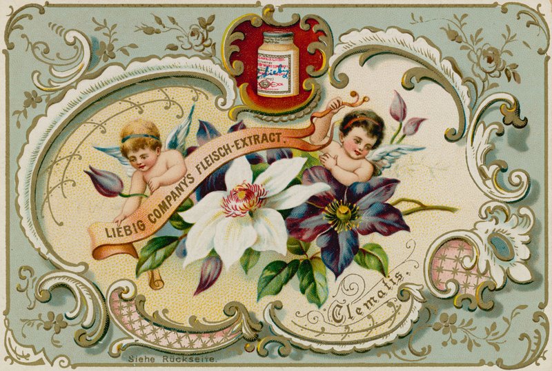 Clematide da European School
