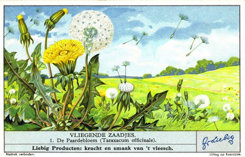 Tarassaco (Taraxacum officinale) (cromolito) da European School