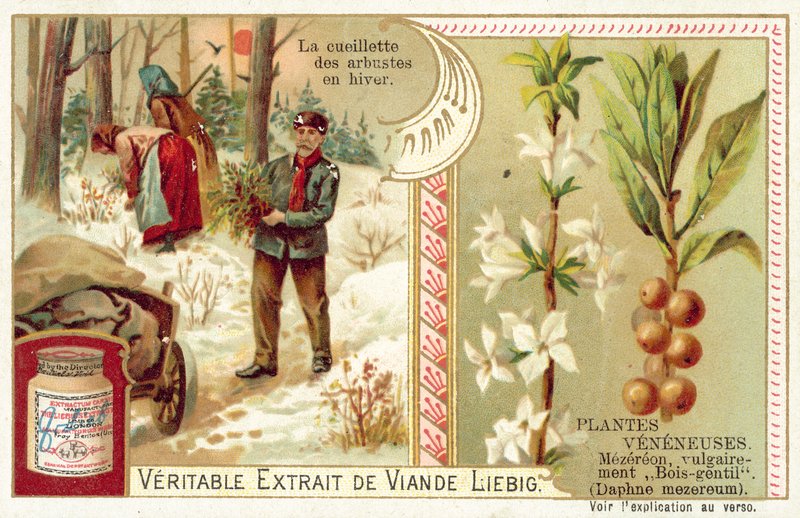 Daphne mezereum da European School