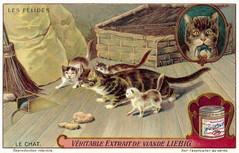 Gatto domestico da European School