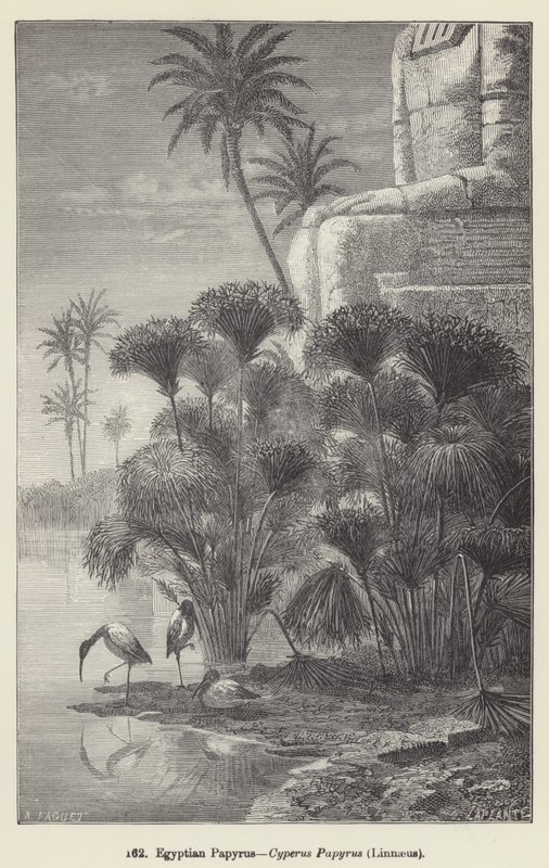 Papiro egiziano, Cyperus Papyrus, Linneo da European School