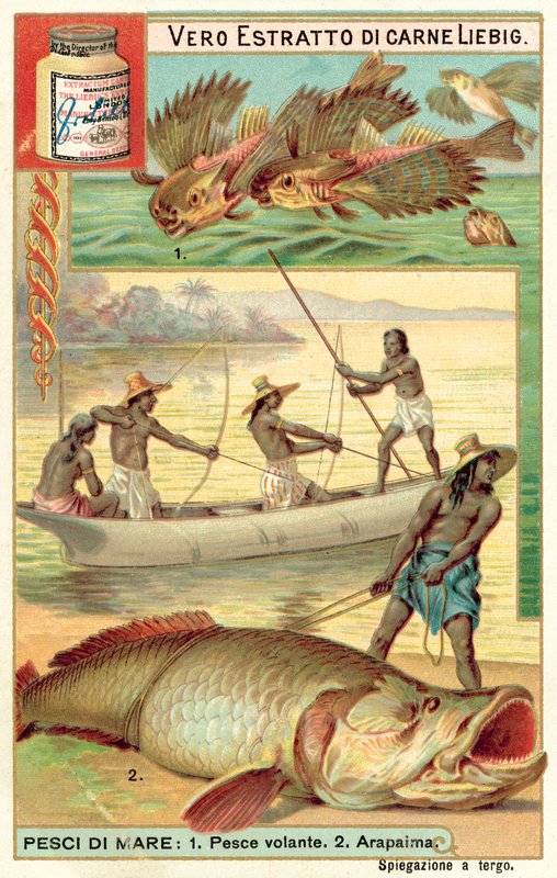 Pesce volante e arapaima da European School