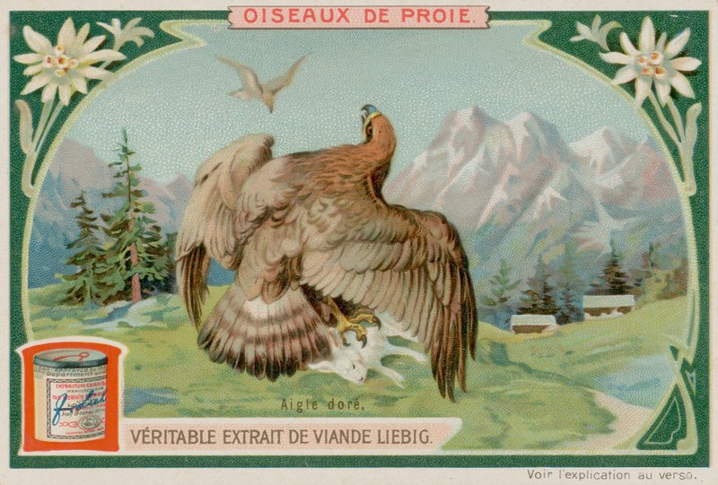 Aquila reale da European School