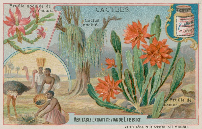 Cactus Joncine da European School