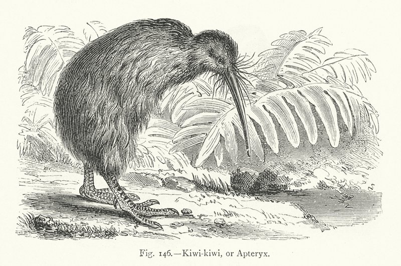 Kiwi-kiwi, o Apteryx da European School