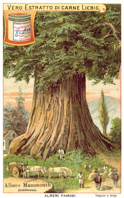 Albero Mammut, California (cromolitografia) da European School