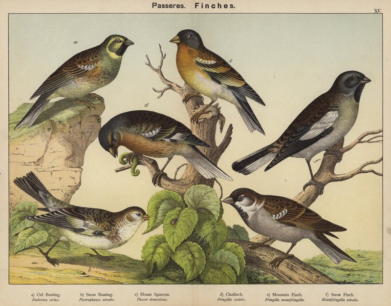 Passeriformi, fringuelli da European School