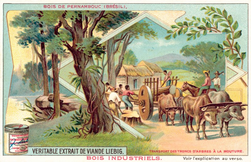 Albero di Pernambuco da European School