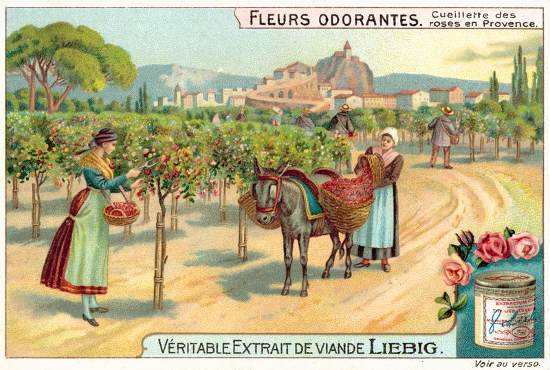 Raccolta di rose in Provenza da European School