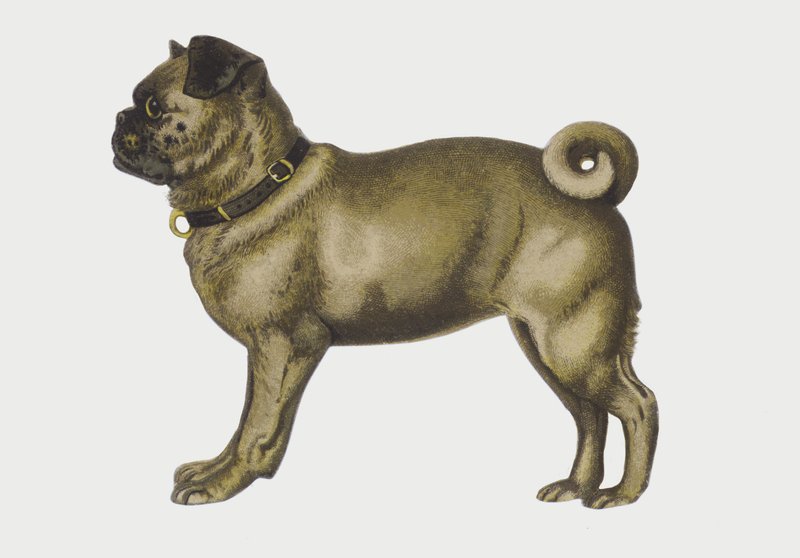 Ritratto di un cane carlino (cromolitografia) da European School