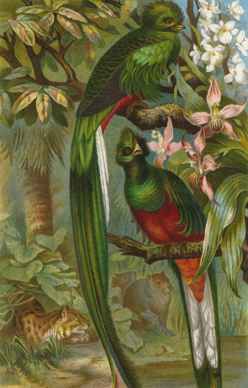 Quetzal da European School