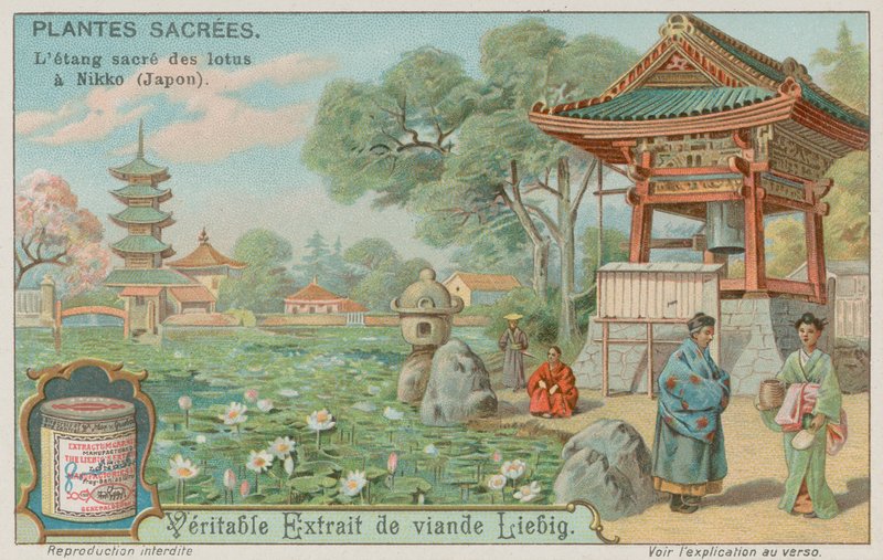Stagno di fiori di loto sacri a Nikko, Giappone da European School