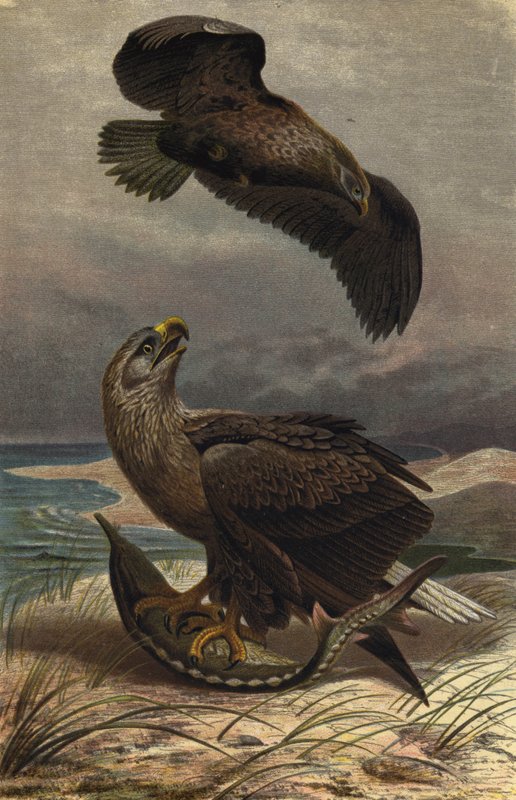 Aquila di mare da European School
