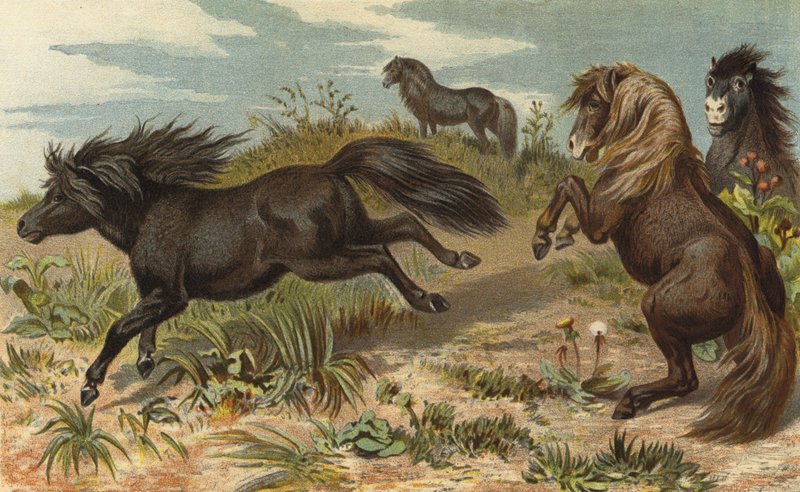 Pony Shetland da European School