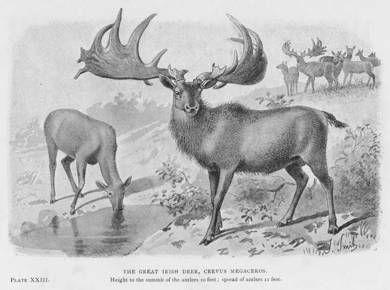 Il grande cervo irlandese, Cervus Megaceros da European School