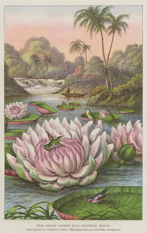 La grande ninfea, Victoria Regia da European School