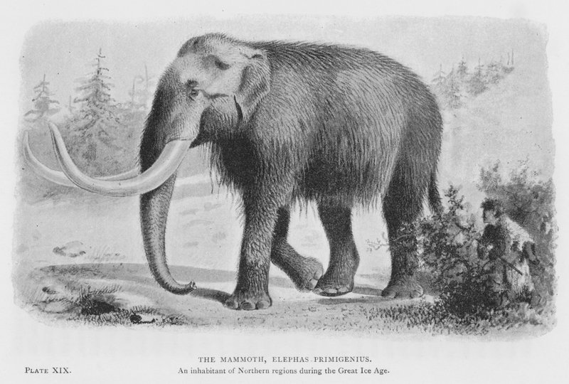 Il mammut, Elephas Primigenius da European School
