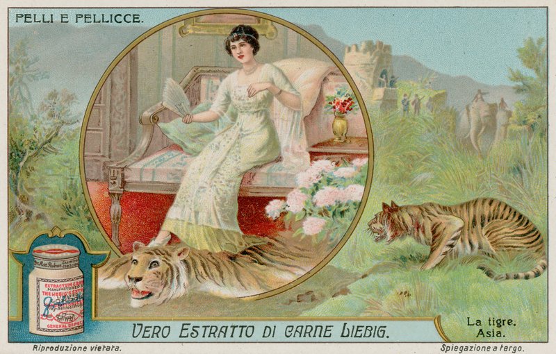 La tigre da European School