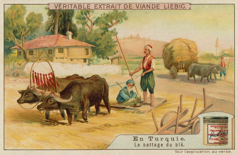 Trebbiatura del grano in Turchia da European School