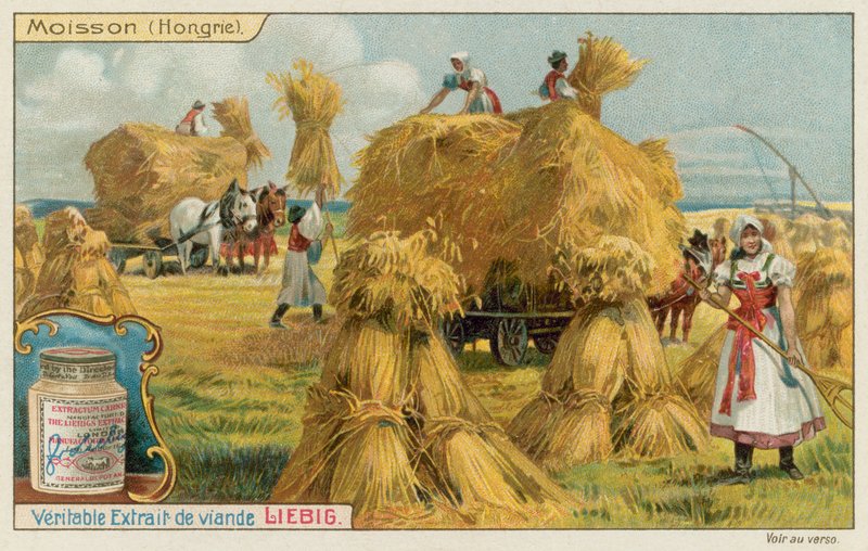 Raccolta del grano in Ungheria da European School