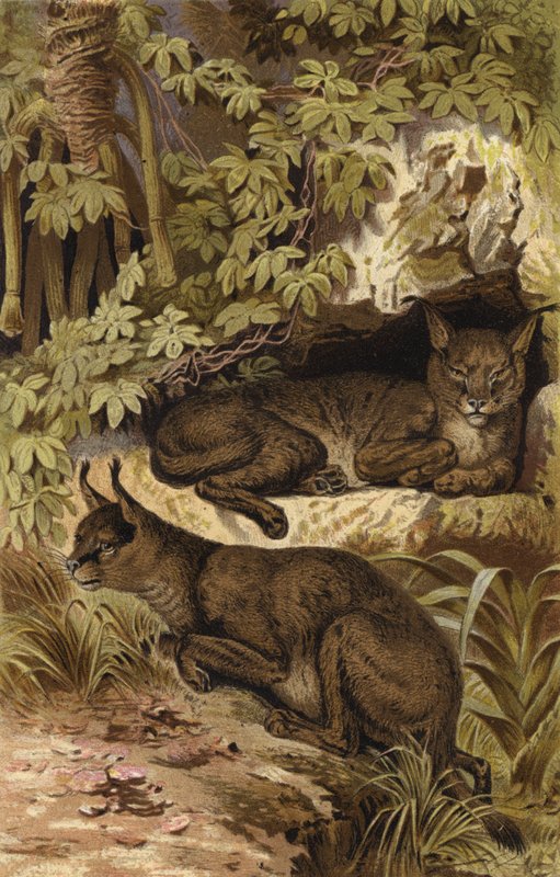 Lince del deserto da European School