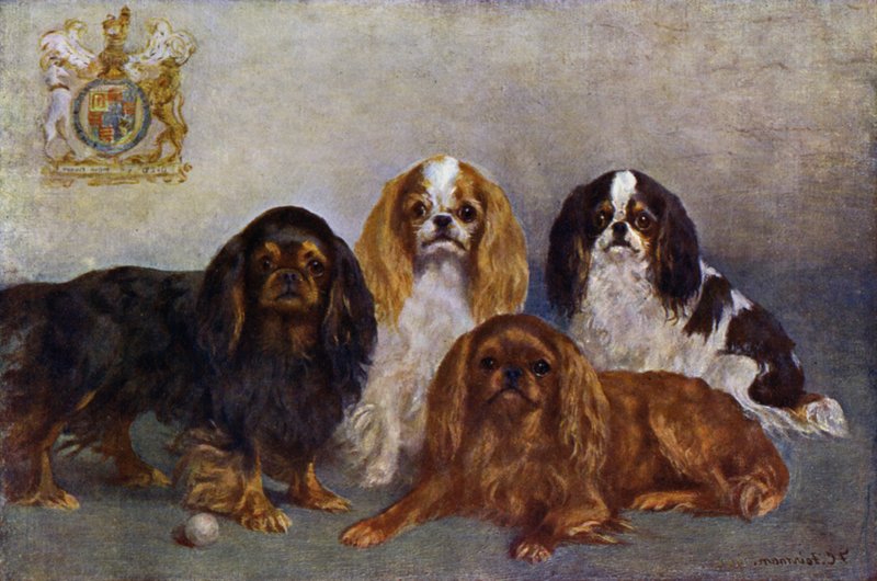 Spaniel Re Carlo da Frances C. Fairman