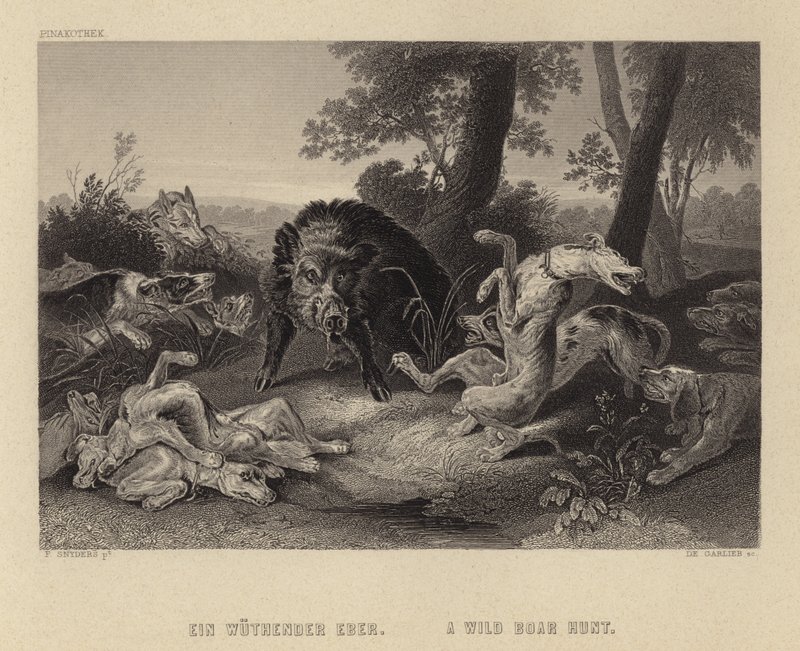 Caccia al Cinghiale Selvatico da Frans Snyders or Snijders