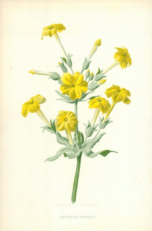 Primula abissina da Frederick Edward Hulme