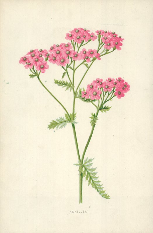 Achillea da Frederick Edward Hulme