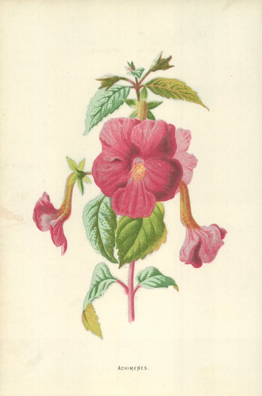 Achimenes da Frederick Edward Hulme
