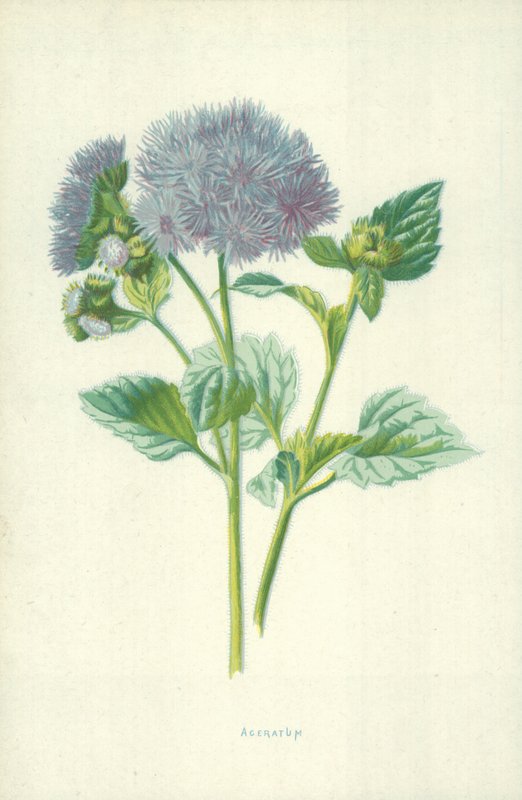 Agerato da Frederick Edward Hulme
