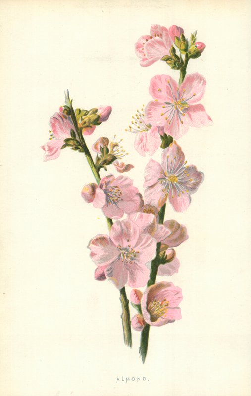 Mandorla da Frederick Edward Hulme
