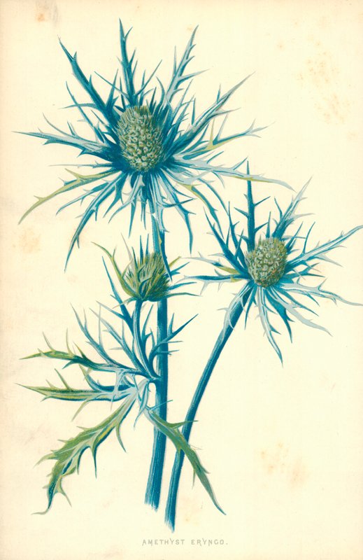 Eryngo ametista da Frederick Edward Hulme