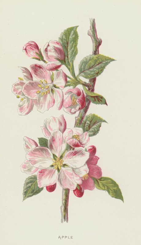 Mela da Frederick Edward Hulme