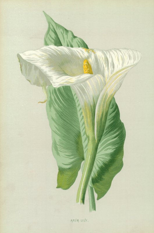 Giglio Arum da Frederick Edward Hulme