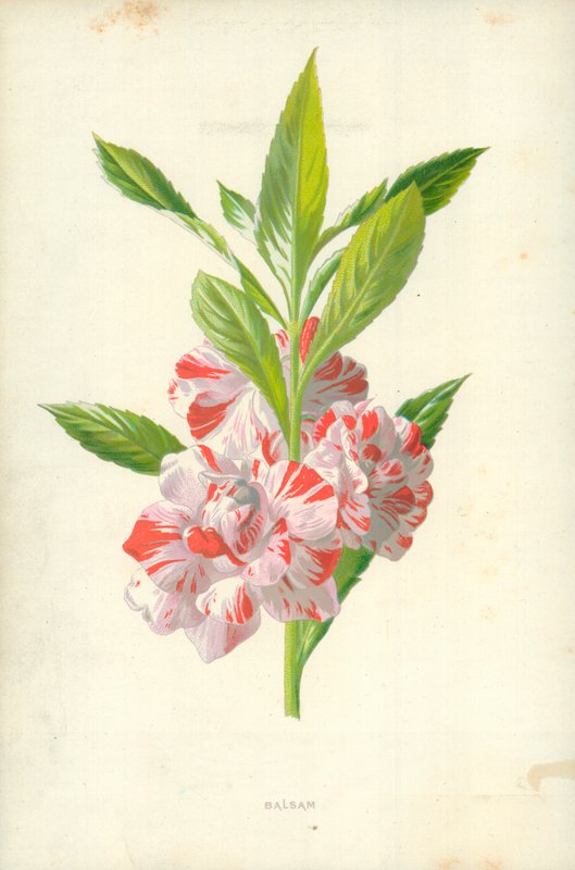 Balsamo da Frederick Edward Hulme