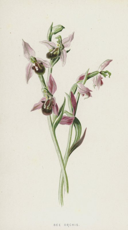 Orchidea ape da Frederick Edward Hulme