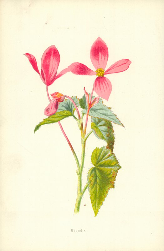 Begonia da Frederick Edward Hulme