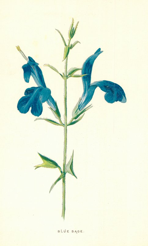 Salvia blu da Frederick Edward Hulme
